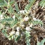 Astragalus tragacantha Hedelmä