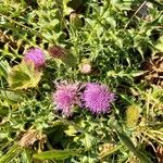 Cirsium acaule Habit