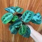Maranta cristata Hoja