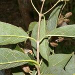 Trigonia rugosa Leaf