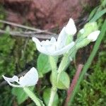 Ponthieva mandonii Flower
