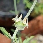 Sideritis leucantha Fleur