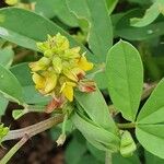 Crotalaria pycnostachya Цветок