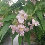 × Chitalpa tashkentensis Flors