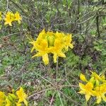 Rhododendron luteum