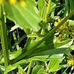 Barbarea vulgaris പുറംതൊലി