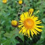 Inula salicina Flower