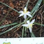 Leucocrinum montanum عادت