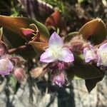 Tradescantia fluminensisКветка