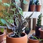 Euphorbia platyclada Hoja