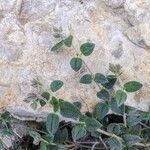 Helianthemum marifolium Blad