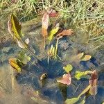 Potamogeton nodosus Leaf