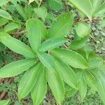 Costus speciosus Leaf