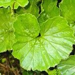 Gunnera magellanica पत्ता