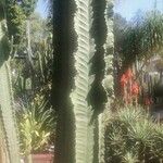 Euphorbia murielii List