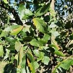 Quercus × hispanica ഇല