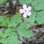 Geranium robertianumКветка