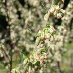 Artemisia vulgaris 花