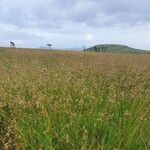 Themeda triandra ശീലം