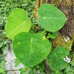 Ficus abutilifolia Blad