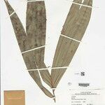 Bactris acanthocarpoides Folla
