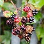 Rubus fruticosus Frucht