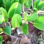 Ipomoea pes-caprae Habit