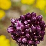 Allium atroviolaceum Flor