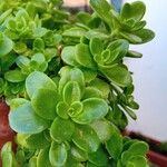 Sedum spathulifolium 葉