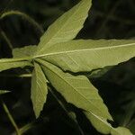 Merremia quinquefolia 叶