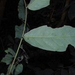 Monanthotaxis laurentii Leaf