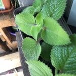 Coleus amboinicus 葉