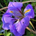 Iris unguicularisFlower