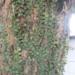 Microgramma vacciniifolia 葉