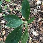 Clethra barbinervis Leaf