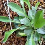 Globularia bisnagarica Foglia