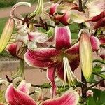 Lilium lancifolium Fleur