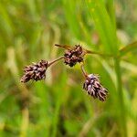 Luzula campestris Ffrwyth