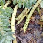 Euphorbia myrsinites Кара
