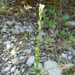 Arabis planisiliqua عادت داشتن