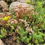 Sedum divergens 整株植物