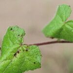 Pavonia cancellata Blad