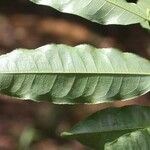 Eschweilera chartaceifolia Φύλλο