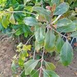 Catha edulis Φύλλο