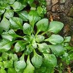 Aichryson divaricatum Hoja