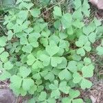 Oxalis hispidula Ліст