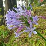 Agapanthus praecoxFlor