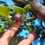 Santalum album Fruit