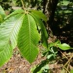 Aesculus flava Leaf