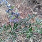 Lupinus sericeus Yaprak